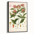 Vintage Botanical Illustration of Clove – Botanical Art Prints