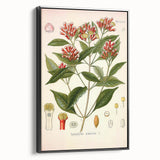 Vintage Botanical Illustration of Clove – Botanical Art Prints