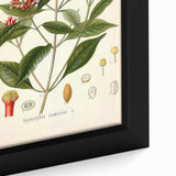 Vintage Botanical Illustration of Clove – Botanical Art Prints