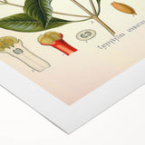 Vintage Botanical Illustration of Clove – Botanical Art Prints