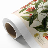 Vintage Botanical Illustration of Clove – Botanical Art Prints