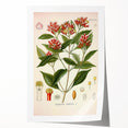 Vintage Botanical Illustration of Clove – Botanical Art Prints