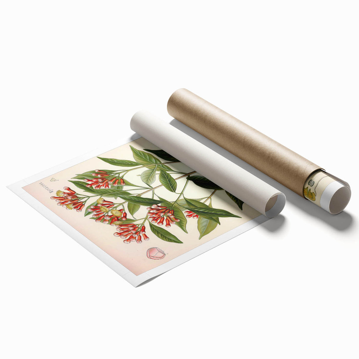 Vintage Botanical Illustration of Clove – Botanical Art Prints