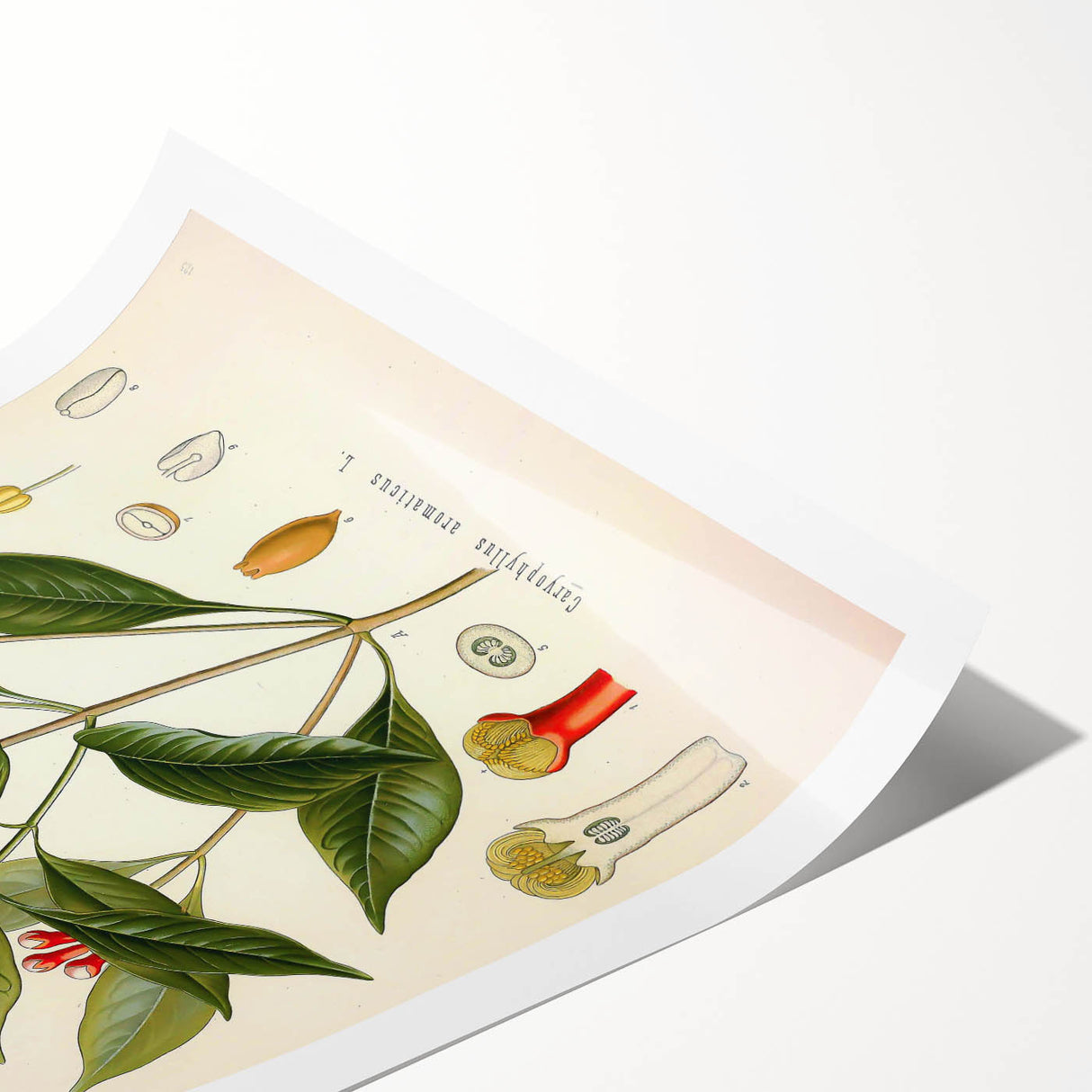 Vintage Botanical Illustration of Clove – Botanical Art Prints