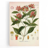 Vintage Botanical Illustration of Clove – Botanical Art Prints