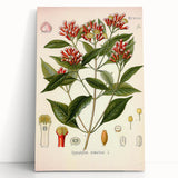 Vintage Botanical Illustration of Clove – Botanical Art Prints