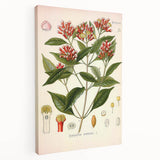 Vintage Botanical Illustration of Clove – Botanical Art Prints