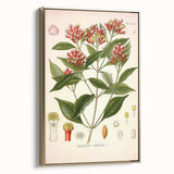 Vintage Botanical Illustration of Clove – Botanical Art Prints