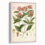 Vintage Botanical Illustration of Clove – Botanical Art Prints
