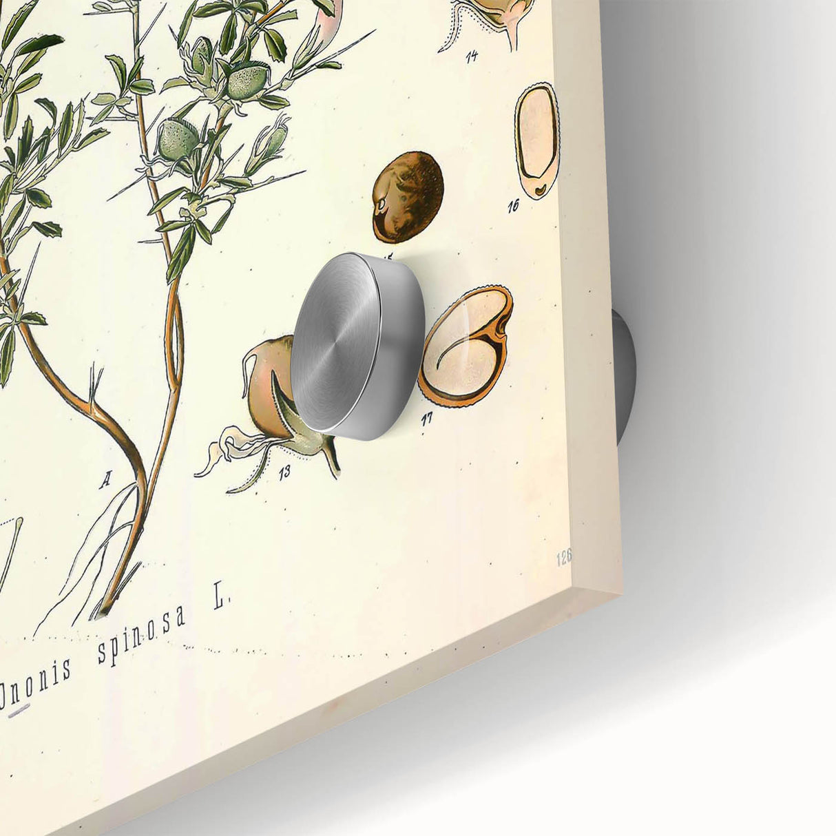 Vintage Botanical Illustration of Ononis – Botanical Art Prints