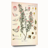 Vintage Botanical Illustration of Ononis – Botanical Art Prints