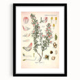 Vintage Botanical Illustration of Ononis – Botanical Art Prints