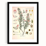 Vintage Botanical Illustration of Ononis – Botanical Art Prints