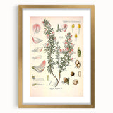 Vintage Botanical Illustration of Ononis – Botanical Art Prints