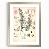 Vintage Botanical Illustration of Ononis – Botanical Art Prints