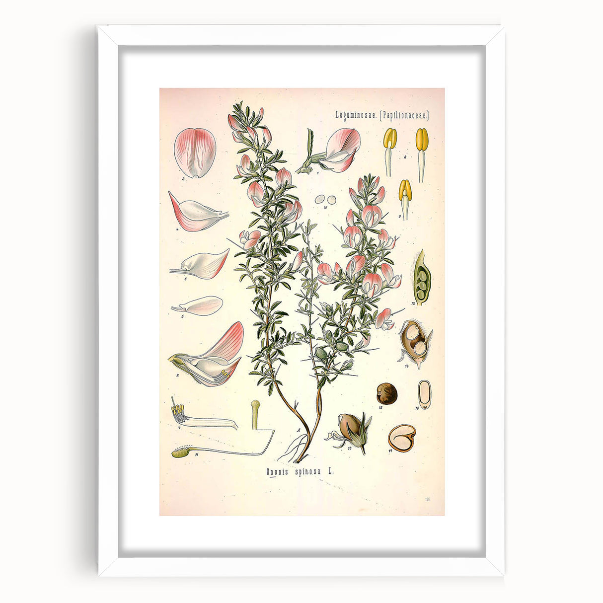 Vintage Botanical Illustration of Ononis – Botanical Art Prints