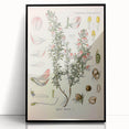 Vintage Botanical Illustration of Ononis – Botanical Art Prints