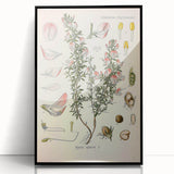 Vintage Botanical Illustration of Ononis – Botanical Art Prints