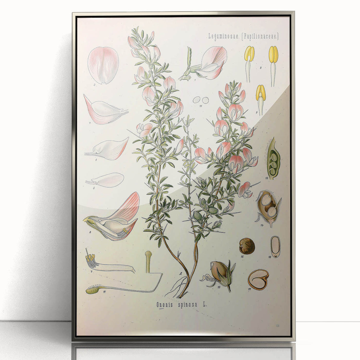 Vintage Botanical Illustration of Ononis – Botanical Art Prints