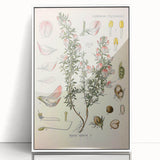 Vintage Botanical Illustration of Ononis – Botanical Art Prints
