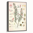 Vintage Botanical Illustration of Ononis – Botanical Art Prints