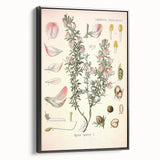 Vintage Botanical Illustration of Ononis – Botanical Art Prints