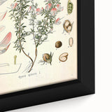 Vintage Botanical Illustration of Ononis – Botanical Art Prints