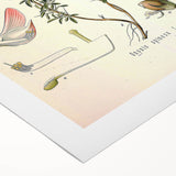 Vintage Botanical Illustration of Ononis – Botanical Art Prints