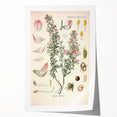 Vintage Botanical Illustration of Ononis – Botanical Art Prints