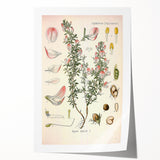 Vintage Botanical Illustration of Ononis – Botanical Art Prints