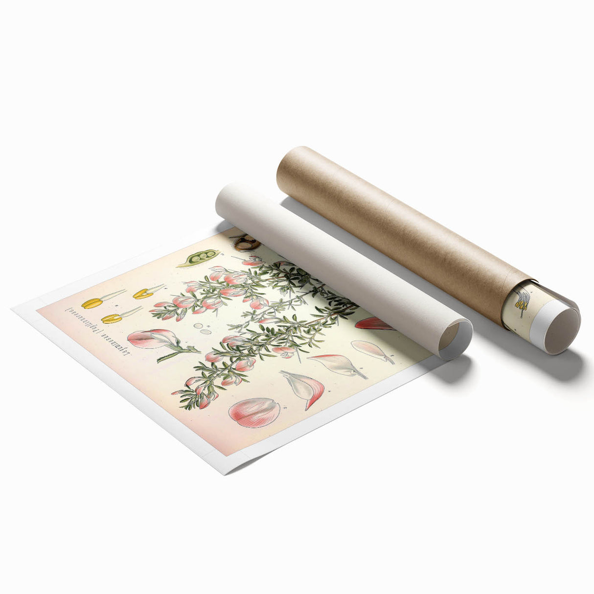 Vintage Botanical Illustration of Ononis – Botanical Art Prints