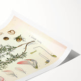 Vintage Botanical Illustration of Ononis – Botanical Art Prints