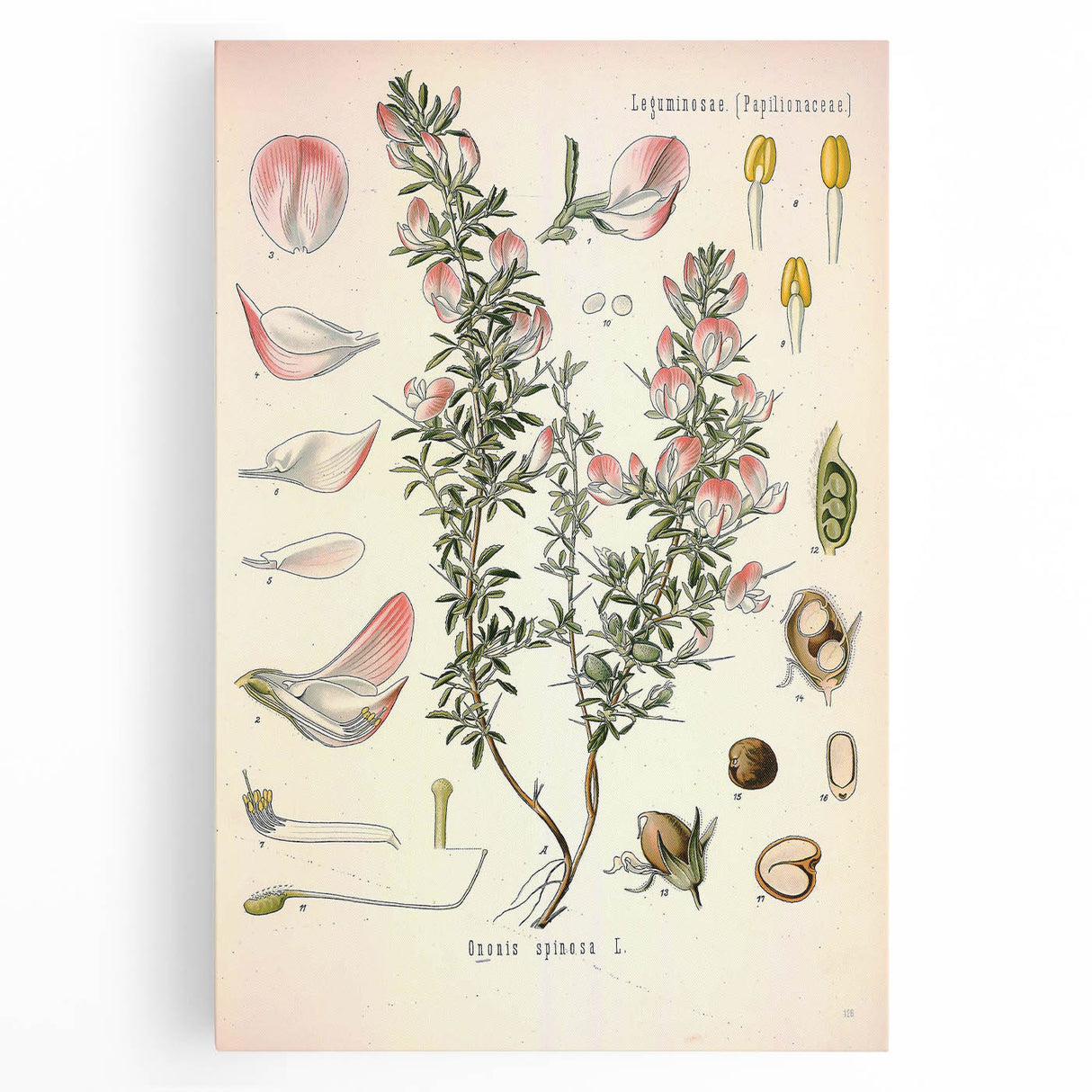 Vintage Botanical Illustration of Ononis – Botanical Art Prints