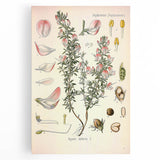 Vintage Botanical Illustration of Ononis – Botanical Art Prints