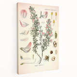 Vintage Botanical Illustration of Ononis – Botanical Art Prints