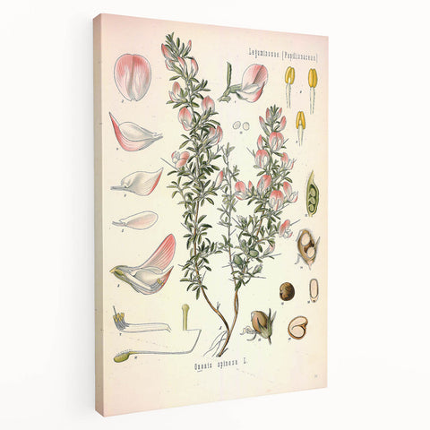 Vintage Botanical Illustration of Ononis – Botanical Art Prints