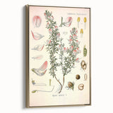 Vintage Botanical Illustration of Ononis – Botanical Art Prints