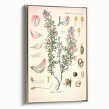 Vintage Botanical Illustration of Ononis – Botanical Art Prints
