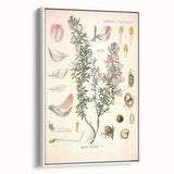 Vintage Botanical Illustration of Ononis – Botanical Art Prints