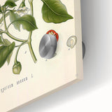 Vintage Botanical Illustration of Capsicum – Botanical Art Prints