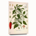 Vintage Botanical Illustration of Capsicum – Botanical Art Prints