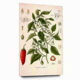 Vintage Botanical Illustration of Capsicum – Botanical Art Prints