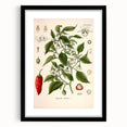 Vintage Botanical Illustration of Capsicum – Botanical Art Prints