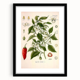 Vintage Botanical Illustration of Capsicum – Botanical Art Prints