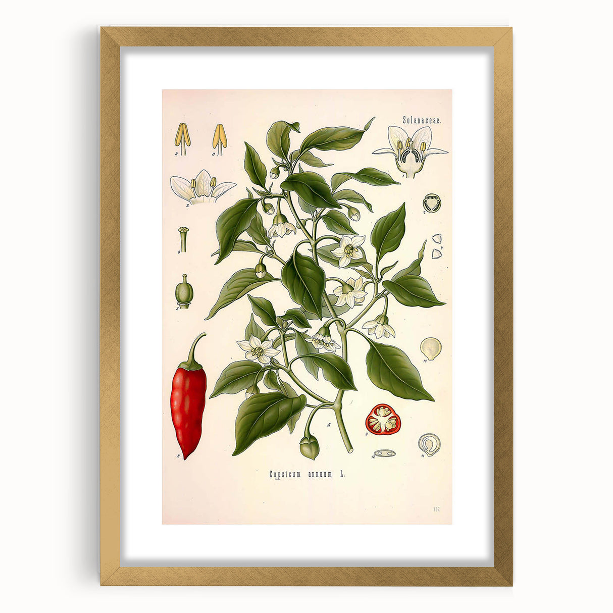 Vintage Botanical Illustration of Capsicum – Botanical Art Prints