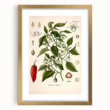 Vintage Botanical Illustration of Capsicum – Botanical Art Prints