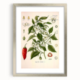 Vintage Botanical Illustration of Capsicum – Botanical Art Prints