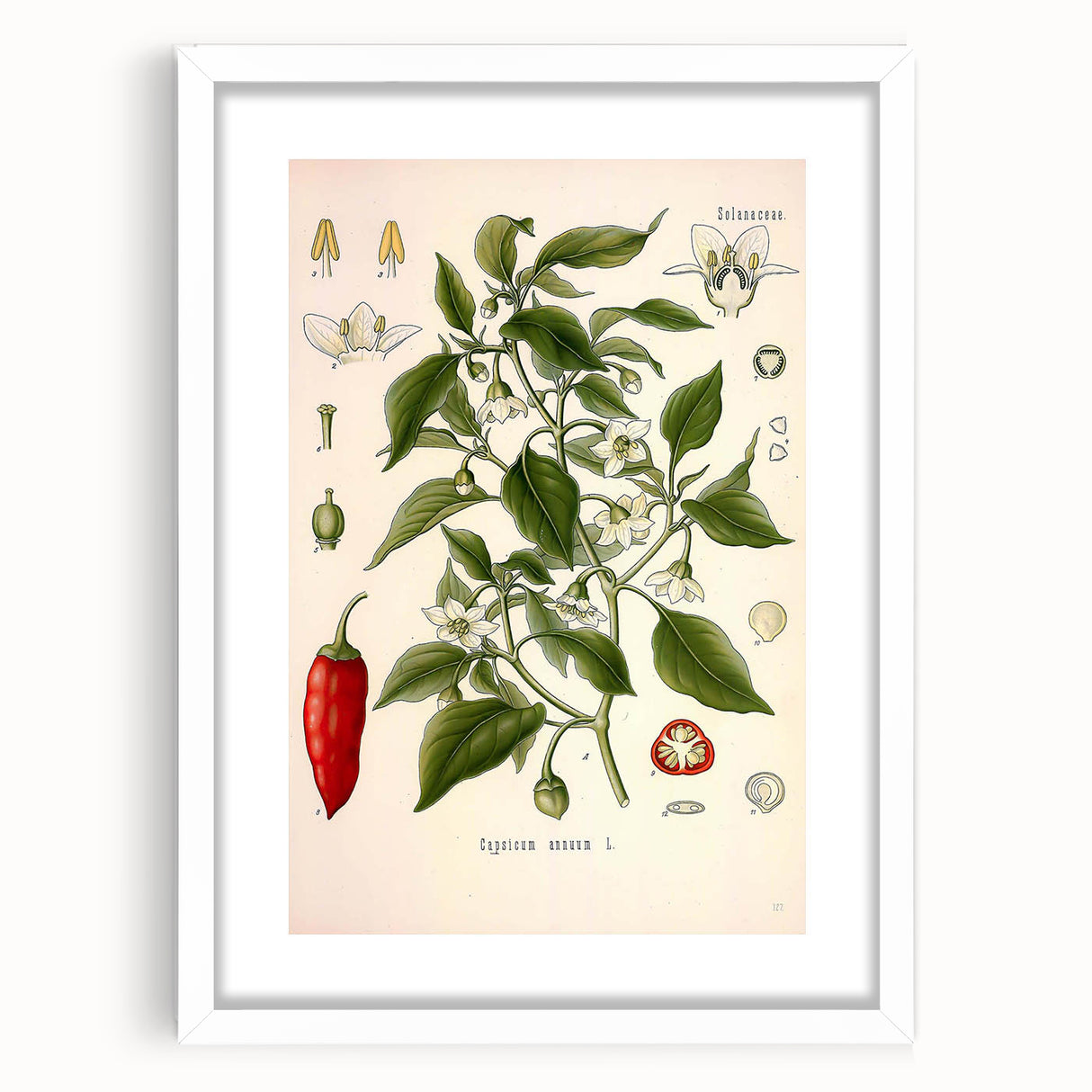 Vintage Botanical Illustration of Capsicum – Botanical Art Prints