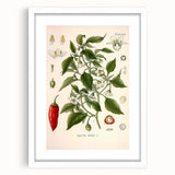 Vintage Botanical Illustration of Capsicum – Botanical Art Prints