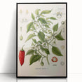 Vintage Botanical Illustration of Capsicum – Botanical Art Prints